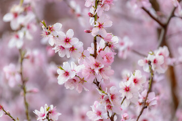 Selective focus of branches white pink Cherry blossoms on the tree under blue sky and sun, Beautiful Sakura flowers in spring season in the park, Floral pattern texture, Nature wallpaper background.