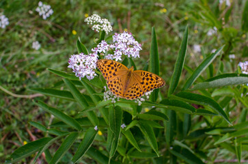 beautiful butterfly on a flower.