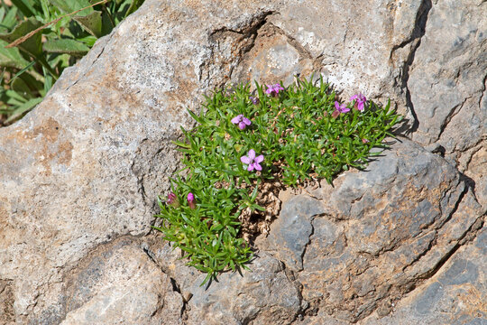Moss Campion growing on rock