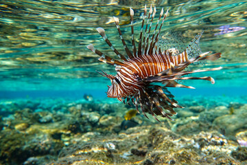 Lionfish on the coral reef
