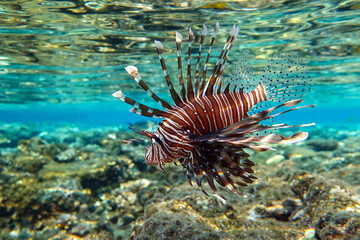 Naklejka na ściany i meble Lionfish on the coral reef