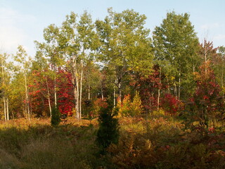 Fototapeta premium Forêt paysage