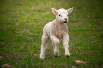 Cute baby lamb running on the green spring field