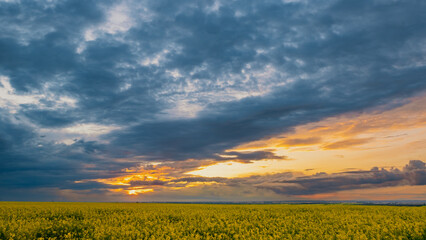 Dramatic sunset over a field of rapeseed. Picturesque sky and rain clouds at sunset.
