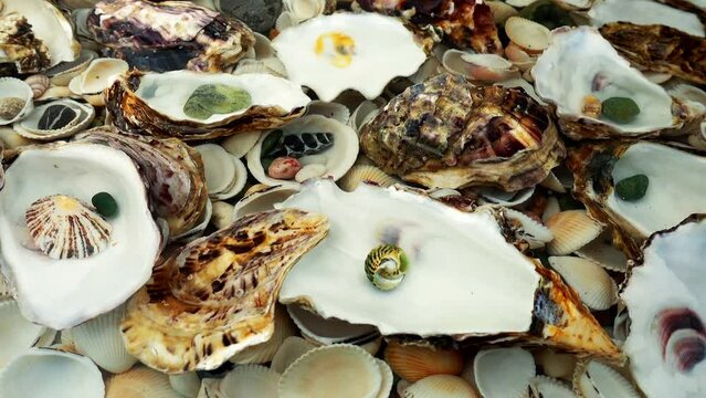 Oyster shells lie underwater on seashells.