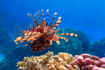 Lionfish on the coral reef - obrazy, fototapety, plakaty