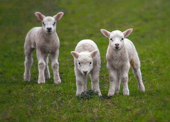 Three cute baby lambs on the spring field