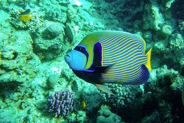 Obraz na płótnie Canvas Emperor Angelfish (Pomacanthus imperator) on a Coral Reef 