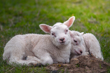 Naklejka na ściany i meble Baby lambs resting on the spring grass