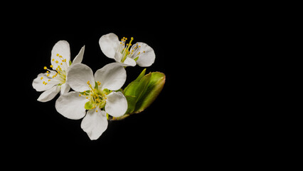 Fototapeta na wymiar Springtime flowers blossom from a plum tree 