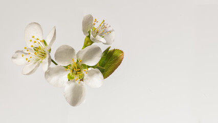 Obraz na płótnie Canvas Springtime flowers blossom from a plum tree 