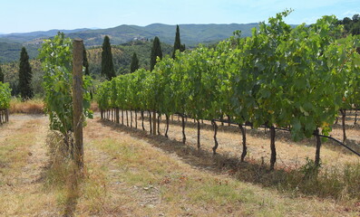 Fototapeta na wymiar Lange Reihe mit Weinstöcken auf einem Weinberg im Chianti
