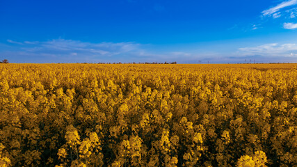 Fototapeta premium Blooming canola field and blue sky with clouds.