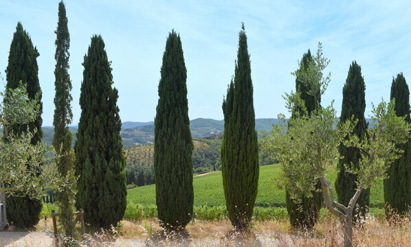 Reihe in den blauen Himmel ragender Zypressen