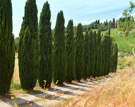 Lange Reihe mit hoch in den Himmel ragenden Zypressen