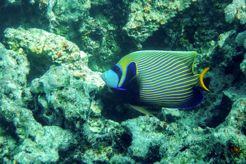 Naklejka na ściany i meble Emperor Angelfish (Pomacanthus imperator) on a Coral Reef 