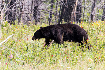 black bear walking through deep grass in meadow beside forest