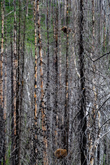 Fototapeta premium naked trees with mother black bear protecting her cub hidden high up in the top branches