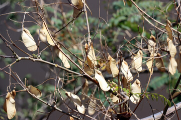 Tipubaum (Tipuana tipu) - Früchte und Blätter