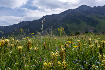 beautiful green meadow with many blooming flowers behind which a fabulous mountain view with a beautiful blue sky