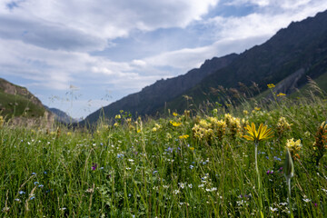 beautiful green meadow with many blooming flowers behind which a fabulous mountain view with a beautiful blue sky