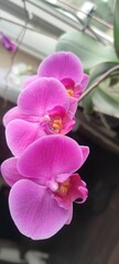 Fototapeta Orchidea różowa Pink orchid kwiat kwiatuszek storczyk storczyki obraz