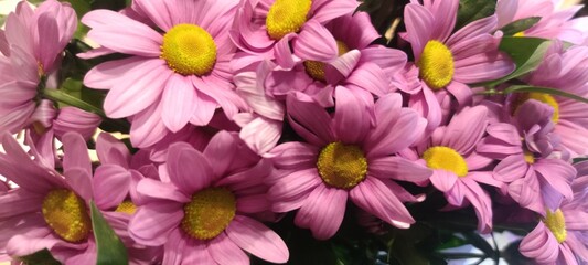 Margaretki kwiaty roślina flower pink różowe