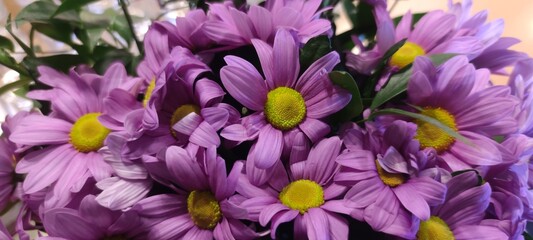 Margaretki fiolet purple kwiaty bukiet