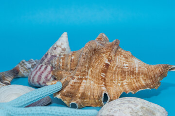 Obraz na płótnie Canvas sea shells and starfish