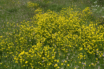 many different small flowering flowers on a background of green dark grass