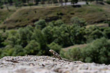 Georgia rocky mountains, where a small lizard sits on one big stone, on a sunny and hot day.