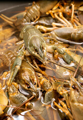 Background of the heap of live crawfish