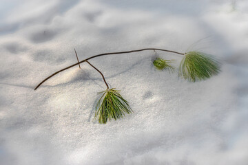 A small evergreen branch is laying on the freshly fallen snow of last night's storm in Windsor in...
