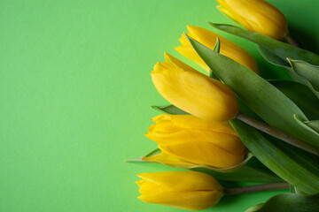 yellow tulips on green background
