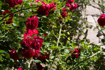 dark red roses bloom on a background of green rose leaves where the bright sun shines