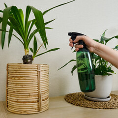 A woman sprays water on a potted plant yucca from a plastic bottle in the living room