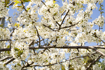 Blooming cherry branch in the garden.