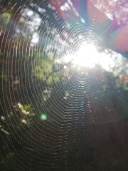 Tela de ara&ntilde;a