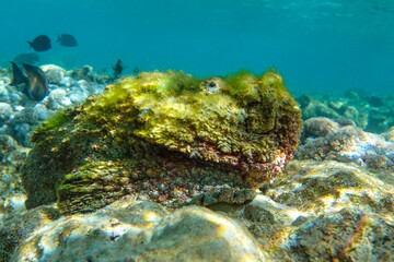 Naklejka na ściany i meble Stonefish (Synanceia verrucosa), Red sea, 