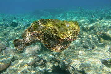 Naklejka na ściany i meble Stonefish (Synanceia verrucosa), Red sea, 