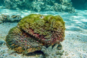 Stonefish (Synanceia verrucosa), Red sea, 