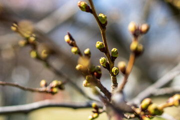 flower buds on a branch of a tree