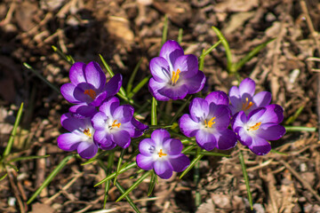 purple crocus flowers