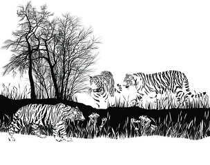 Three tigers in the wild - 492460440