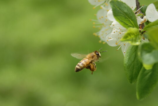 Abeille