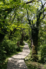 Fototapeta premium a dramatic sunny fairytale park with a cobbled path and old mossy trees along it