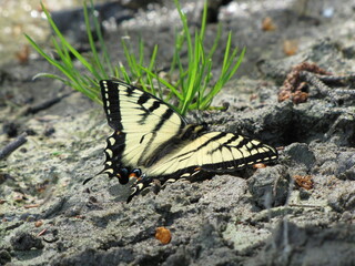Papillon