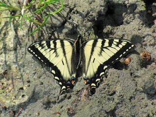 Papillon