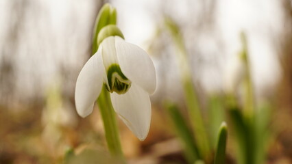 Beautiful snowdrops - Galanthus plicatus - first flowers in sunny spring forest