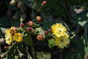 bright yellow flowering cactus on a sunny day with the sun shining